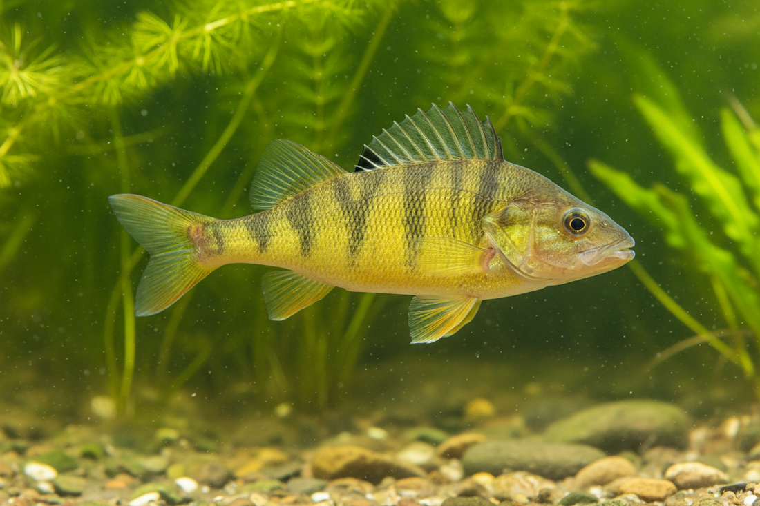 Aquaponics- Choosing yellow perch